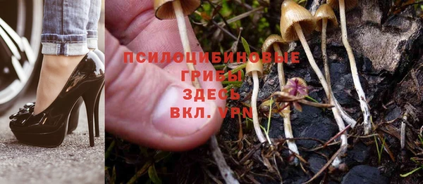 прущие грибы Алексеевка