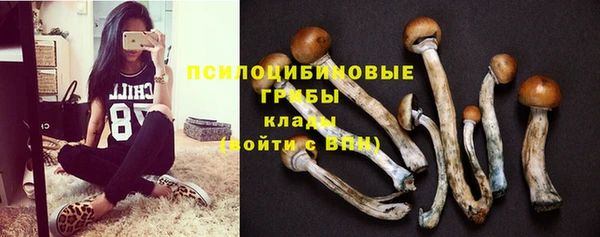 прущие грибы Алексеевка